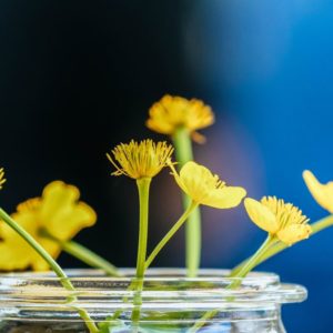 La primavera y sus efectos en nuestra salud